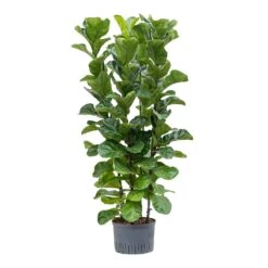 Ficus Lyrata Bambino - HydroCare -Garden Potted Plant Shop Ficus lyrata Bambino Hydroculture 28 19x120cm 4Stems