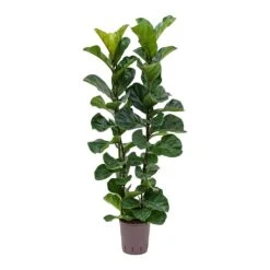 Ficus Lyrata Bambino - HydroCare -Garden Potted Plant Shop Ficus lyrata Bambino Indoor Plant Hydroculture 18 19 120cm Stems