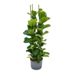 Ficus Lyrata Bambino - HydroCare -Garden Potted Plant Shop Ficus lyrata Bambino Indoor Plant Hydroculture 25 19 130cm 3 Stems