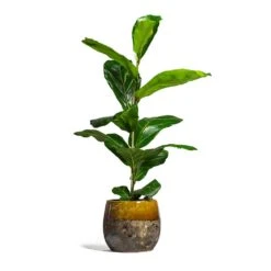 Lindy Plant Pot - Ochre -Garden Potted Plant Shop Ficus lyrata Fiddle Leaf Fig 17x60cm 1 stem Lindy Plant Pot Ochre 23x20cm 2 bacff52a 46f0 4ca7 a287 adbc8f20e405
