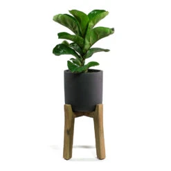 Charlie Plant Pot - Tall Stand - Black Washed -Garden Potted Plant Shop Ficus lyrata Fiddle Leaf Fig Charlie Plant Pot Tall Stand Black Washed