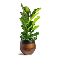 Mya Plant Pot - Shiny Mocha -Garden Potted Plant Shop Ficus lyrata Fiddle Leaf Fig Mya Plant Pot Shiny Mocha 42cm c4532f4d 912e 450c 885d 734e1e0e1685