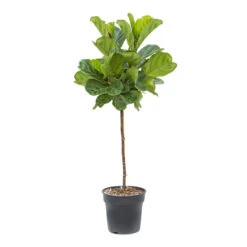 Ficus Lyrata - Fiddle Leaf Fig - Straight Stem -Garden Potted Plant Shop Ficus lyrata Fiddle Leaf Fig Straight Stem ec34605d c612 468d 84c0 3693bfc1d201