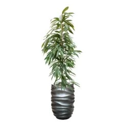 Ficus Amstel King - HydroCare -Garden Potted Plant Shop FicusAmstelKing Hydroculture GradientLeePartnerPlanter MattGrey