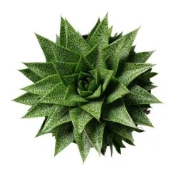 Gasteria D Tiga - Ox Tongue 16 Gasteria D Tiga - Ox Tongue -Garden Potted Plant Shop Gasteria D Tiga Ox Tongue 17cm Above