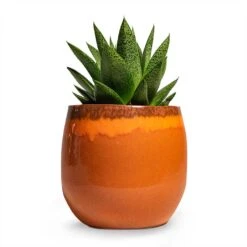 Charlotte Plant Pot - Orange -Garden Potted Plant Shop Gasteria D Tiga Ox Tongue Houseplant 10.5x15cm Plant Pot Charlotte Orange 15x13cm