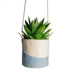 Gasteria D Tiga - Ox Tongue 18 Gasteria D Tiga - Ox Tongue -Garden Potted Plant Shop Gasteria D Tiga Ox Tongue Houseplant 10.5x15cm Plant Pot Dip Hanging 12x12cm