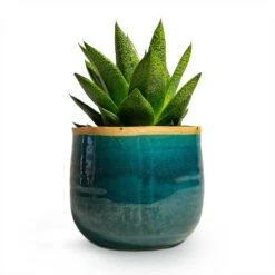 Gasteria D Tiga - Ox Tongue 14 Gasteria D Tiga - Ox Tongue -Garden Potted Plant Shop Gasteria D Tiga Ox Tongue Houseplant 10.5x15cm Plant Pot Iris Turquoise 14x12cm