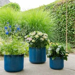 Gilia Planters - Set Of 3 - Blue -Garden Potted Plant Shop Gilia Planters Set3 Blue Plants