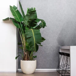 Grigio New Egg Pot Planter - Antique White Concrete 7 Grigio New Egg Pot Planter - Antique White Concrete -Garden Potted Plant Shop Grigio New Egg Pot Planter Antique White Concrete