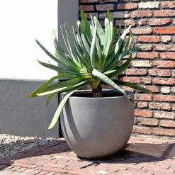Grigio New Egg Pot Planter - Natural Concrete -Garden Potted Plant Shop Grigio New Egg Pot Planter Natural Concrete 2
