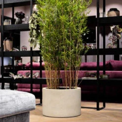 Grigio Cylinder Planter - Antique White Concrete -Garden Potted Plant Shop GrigioCylinderPlanter AntiqueWhiteConcrete 1