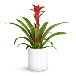 Puk Essentials Planter - Matt White -Garden Potted Plant Shop Guzmania Calypso Starlight Red Bromeliad 12x45cm Puk Planter Matt White 15x15cm 1 e9eda6be 0adc 4fa0 9e1b 5fb84df685e7