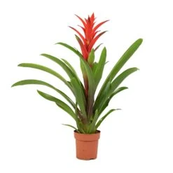 Guzmania Lingulata - Amaretto Red Bromeliad -Garden Potted Plant Shop Guzmania Lingulata Amaretto Red Bromeliad 13x55cm