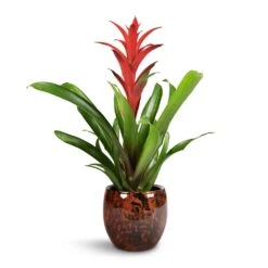 Guzmania Lingulata - Amaretto Red Bromeliad -Garden Potted Plant Shop Guzmania Lingulata Amaretto Red Bromeliad 13x55cm Kae Plant Pot Cayenne 19x66cm 1