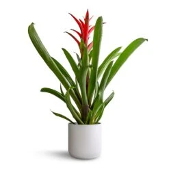 Guzmania Lingulata - Amaretto Red Bromeliad -Garden Potted Plant Shop Guzmania Lingulata Amaretto Red Bromeliad 13x55cm Lisbon Plant Pot White 15x15cm b0d5521f f9a2 4aa2 9294 bb0e81726156