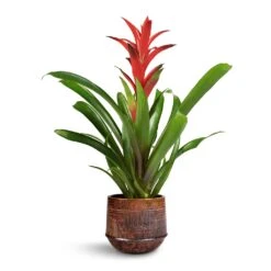 Guzmania Lingulata - Amaretto Red Bromeliad -Garden Potted Plant Shop Guzmania Lingulata Amaretto Red Bromeliad 13x55cm Noud Plant Pot Copper 17x15cm 1