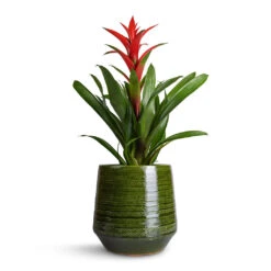 Remi Plant Pot - Green -Garden Potted Plant Shop Guzmania Lingulata Amaretto Red Bromeliad 13x55cm Remi Plant Pot Green 23x25cm b1fbebd2 71b4 48c4 b929 387cf20bbfdb