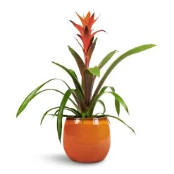 Charlotte Plant Pot - Orange -Garden Potted Plant Shop Guzmania Variada Jazz Orange Bromeliad 13x55cm Charlotte Plant Pot Orange 19x16cm 1 f30724a3 fc9a 400c 86b4 c2dfb7b290e2