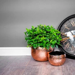 Hammered Bowl - Copper With Black -Garden Potted Plant Shop Hammered Bowl Copper Lifestyle