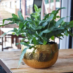 Hammered Bowl - Gold With Black -Garden Potted Plant Shop Hammered Bowl Gold LS1