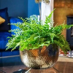 Hammered Bowl - Gold With Black -Garden Potted Plant Shop Hammered Bowl Gold Lifestyle 2
