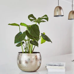 Hammered Bowl - Nickel With Black -Garden Potted Plant Shop Hammered Bowl Silver Lifestyle