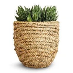 Cody Plant Pot - Straw Grass -Garden Potted Plant Shop Haworthia Zebrina 10.5x17cm Cody Plant Pot Straw Grass 17x15cm 176c7f15 f1b3 4be3 8ae1 f83efb605f74