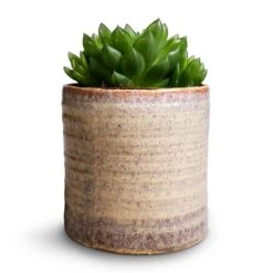 Hera Plant Pot - Ivory 20 Hera Plant Pot - Ivory -Garden Potted Plant Shop Haworthia cooperi 10.5x16cm Hera Plant Pot Ivory 13x14cm 233710a2 583e 4bf2 b8e1 46f9d14a571b