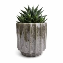 Lugano Scalloped Plant Pot - Green -Garden Potted Plant Shop Haworthiopsis limifolia Fairy Washboard 10.5x15cm Lugano Scalloped Plant Pot Green 13x13cm