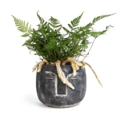 Humata Tyermannii - White Rabbit's Foot Fern -Garden Potted Plant Shop Head Plant Pot Anthracite 16x13cm Humata tyermannii White Rabbit s Foot Fern 12x20cm 760d7229 8da0 4171 9d4d 2342f4be7e51