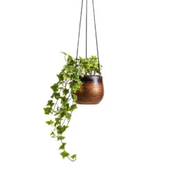 Mya Hanging Planter - Shiny Mocha 11 Mya Hanging Planter - Shiny Mocha -Garden Potted Plant Shop Hedera helix Golden Kolibri English Ivy 13x20cm Mya Hanging Planter Shiny Mocha 15x13cm