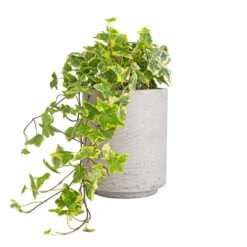 Suzi Plant Pot - Grey Washed -Garden Potted Plant Shop Hedera helix Golden Kolibri English Ivy 13x20cm Suzi Plant Pot Grey Washed 18x21.5cm 96c3f853 bb91 4726 90a2 7afaeb7d8bec