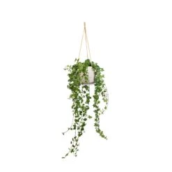 Hedera Helix Pittsburgh - English Ivy -Garden Potted Plant Shop Hedera helix Pittsburgh English Ivy 17x70cm Patt Hanging Plant Pot Grey Washed 23x20cm