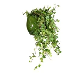 Hedera Helix Pittsburgh - English Ivy -Garden Potted Plant Shop Hedera helix Pittsburgh English Ivy 24x100cm Aimee Plant Pot Pear 33x28cm