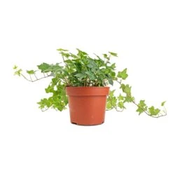 Hedera Helix Pittsburgh - English Ivy -Garden Potted Plant Shop Hedera helix Pittsburgh English Ivy stems 2