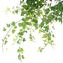 Hedera Helix Pittsburgh - English Ivy -Garden Potted Plant Shop HederahelixPittsburgh EnglishIvy close up