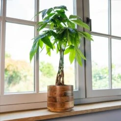 Helle Plant Pot - Natural -Garden Potted Plant Shop Helle Natural 3
