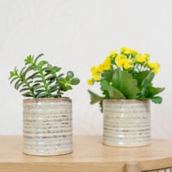 Hera Plant Pot - Ivory 17 Hera Plant Pot - Ivory -Garden Potted Plant Shop HeraPlantPot 6