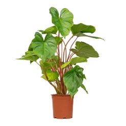 Homalomena Rubescens Maggy - Shield Plant -Garden Potted Plant Shop Homalomena rubescens Maggy Shield Plant 19x70cm