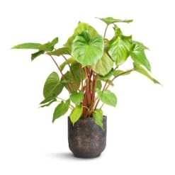 Homalomena Rubescens Maggy - Shield Plant -Garden Potted Plant Shop Homalomena rubescens Maggy Shield Plant 19x70cm Dave Plant Pot Earth 21x21cm f366103f a601 4790 bc0e b4b14e00a6cc