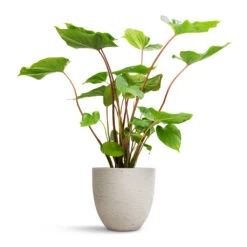 Homalomena Rubescens Maggy - Shield Plant -Garden Potted Plant Shop Homalomena rubescens Maggy Shield Plant 19x70cm Mini Jesslyn Plant Pot Grey Washed 25x21cm