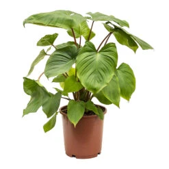 Homalomena Rubescens Maggy - Shield Plant -Garden Potted Plant Shop Homalomena rubescens Maggy Shield Plant 24cm