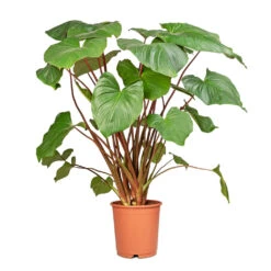 Homalomena Rubescens Maggy - Shield Plant -Garden Potted Plant Shop Homalomena rubescens Maggy Shield Plant 24x100cm 2
