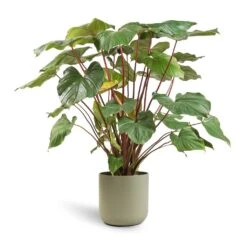 Homalomena Rubescens Maggy - Shield Plant -Garden Potted Plant Shop Homalomena rubescens Maggy Shield Plant 24x70cm Lisbon Plant Pot Sage 26x26cm