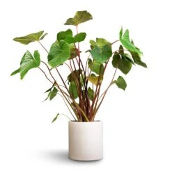 Homalomena Rubescens Maggy - Shield Plant -Garden Potted Plant Shop Homalomena rubescens Maggy Shield Plant 24x70cm Max Refined Planter Natural White 1