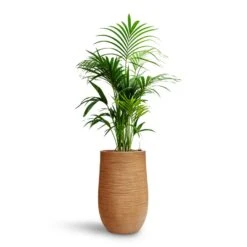 Dune Partner Planter - Almond -Garden Potted Plant Shop Howea Kentia Palm HydroCare Dune Partner Planter Almond 2edd4ed3 f7e3 4a5c a335 09902baf241d