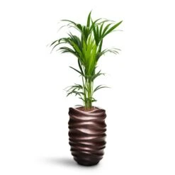 Gradient Lee Partner Planter - Matt Coffee 11 Gradient Lee Partner Planter - Matt Coffee -Garden Potted Plant Shop Howea Kentia Palm HydroCare Gradient Lee Partner Planter Matt Coffee 44a85ad2 0862 42b7 ab0a 74950eeb02f4