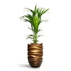 Gradient Lee Partner Planter - Matt Honey -Garden Potted Plant Shop Howea Kentia Palm HydroCare Gradient Lee Partner Planter Matt Honey be51db77 2c3b 4c5b 8a2c cc13dfb8c120