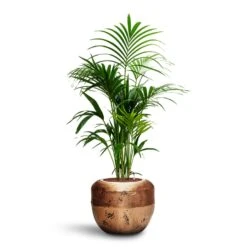Opus Raw Couple Planter - Gold -Garden Potted Plant Shop Howea Kentia Palm HydroCare Opus Raw Couple Planter Gold